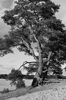 Een grove den in zwart-wit