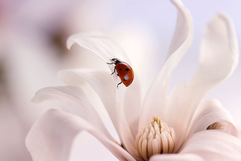 Coccinelle avec magnolia par Ellen van Deelen