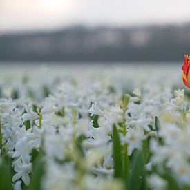 Tulp in bloemenveld van Chantal Sloep