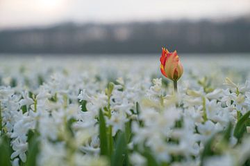 Tulp in bloemenveld van Chantal Sloep