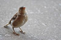 A curious little bird