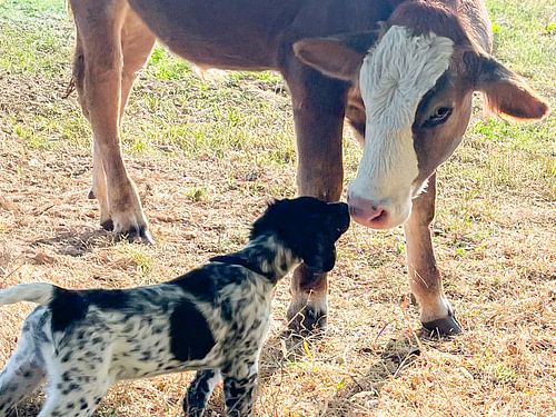 Hond en koe een tedere ontmoeting op de boerderij