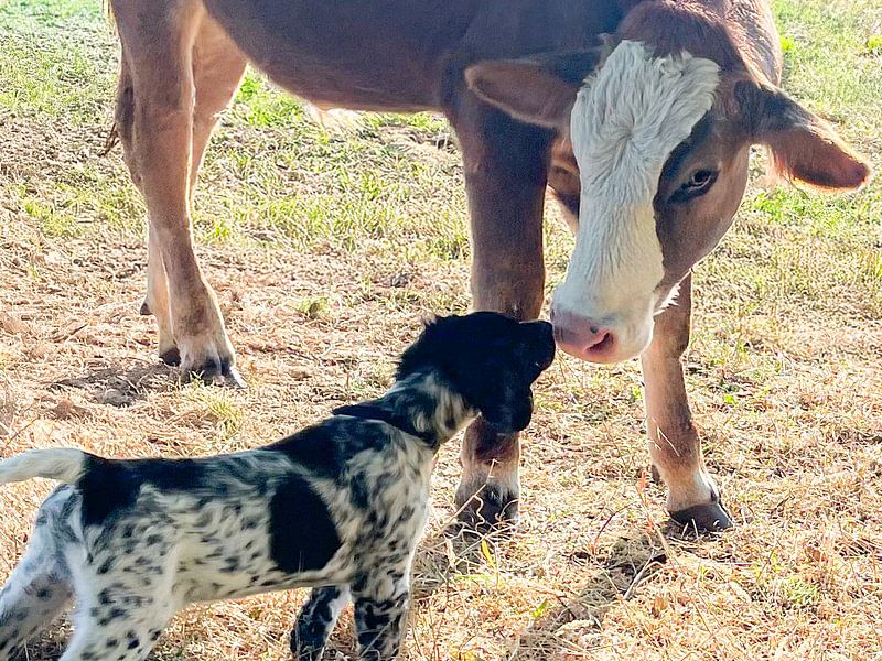 Hund und Kalb in zärtlicher Begegnung von SO fotografie