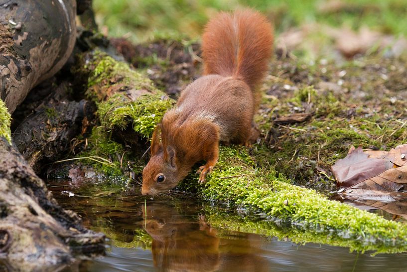 Eekhoorn met dorst von Kees vd Heijden