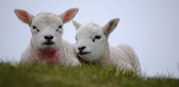 Lambs on Texel