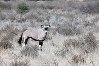 Oryx im Kgalagadi Transfrontier Park von Angelika Stern Miniaturansicht