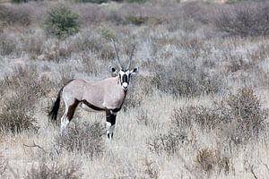Oryx dans le parc transfrontalier de Kgalagadi