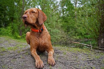 Op het bospad met een bruine Magyar Vizsla draadhaar.