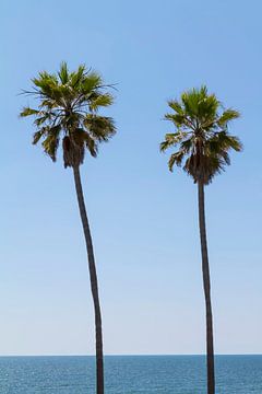Palm trees by the sea by Melanie Viola