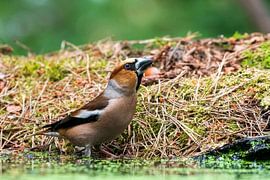 Apfelfink von Merijn Loch