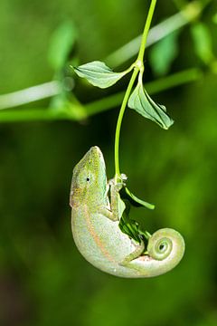 Green chameleon by Dennis van de Water