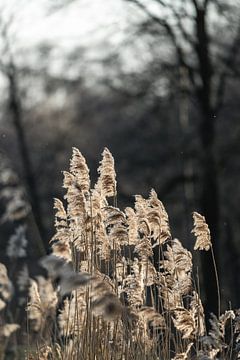 Murmures du vent - Danse des roseaux d'hiver - Herbe de la pampa sur Femke Ketelaar