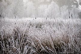 Winterlandschap op de Kampina von H Verdurmen