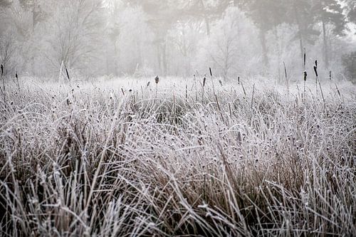 Winterlandschap op de Kampina