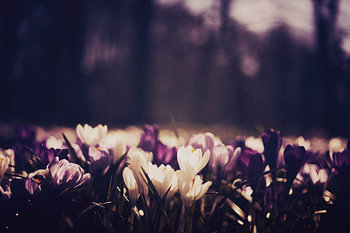 Keukenhof II
