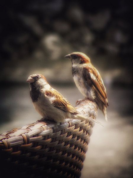 curious sparrows by Creativiato Shop