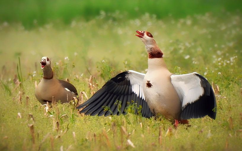 Panic among the Nile geese by Maickel Dedeken