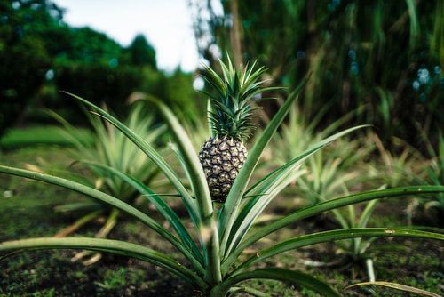 Hawaï-ananas van road to aloha