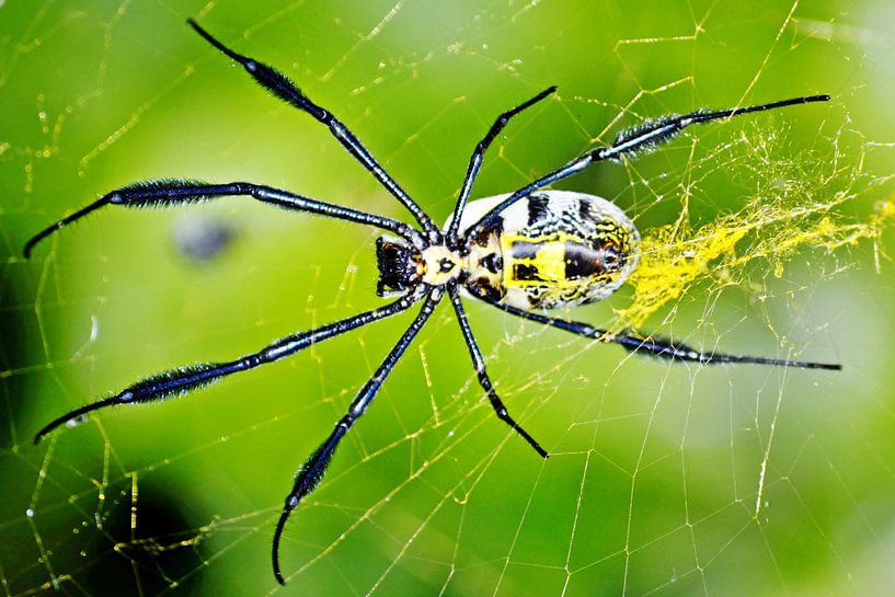eine Goldene Seidenspinne in ihrem goldenem Netz von Werner Lehmann
