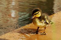 Curious Duckling