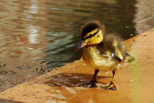 Nieuwsgierig eendenkuiken
