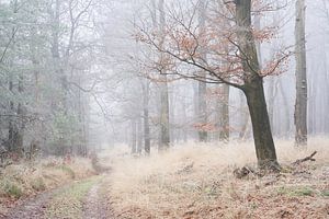 Nebel und Frost im grasbewachsenen Wald