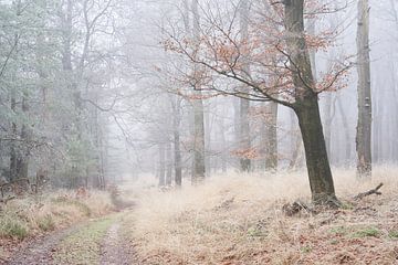 Mist en rijp in grassig bos van Cor de Hamer