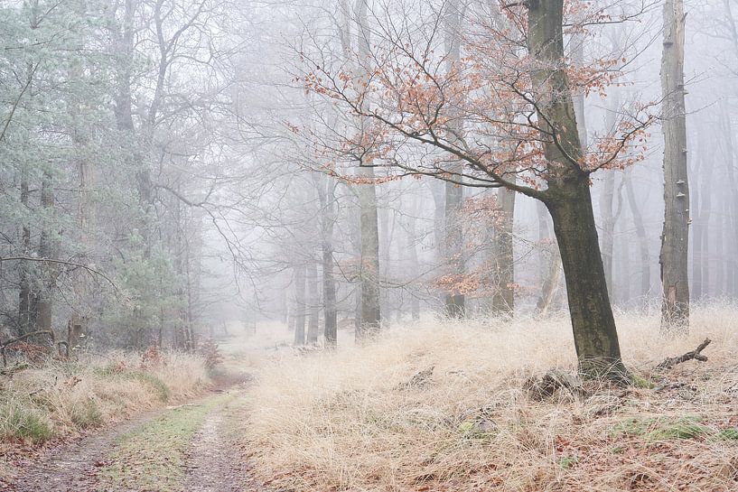 Mist en rijp in grassig bos van Cor de Hamer