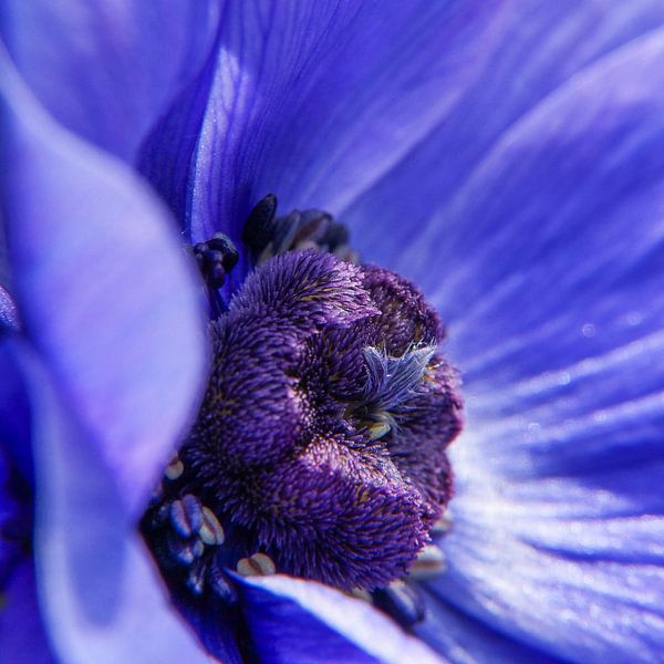 Paars bloemenhart van Sandra van Kampen