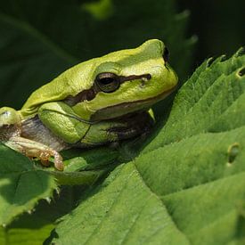 Grenouille arboricole sur Loek Lobel