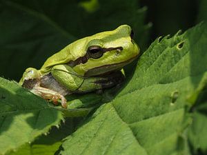 Grenouille arboricole
