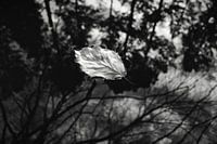 Floating leaf black white
