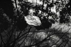 Schwimmendes Blatt schwarz weiß von Marc Pohlmann