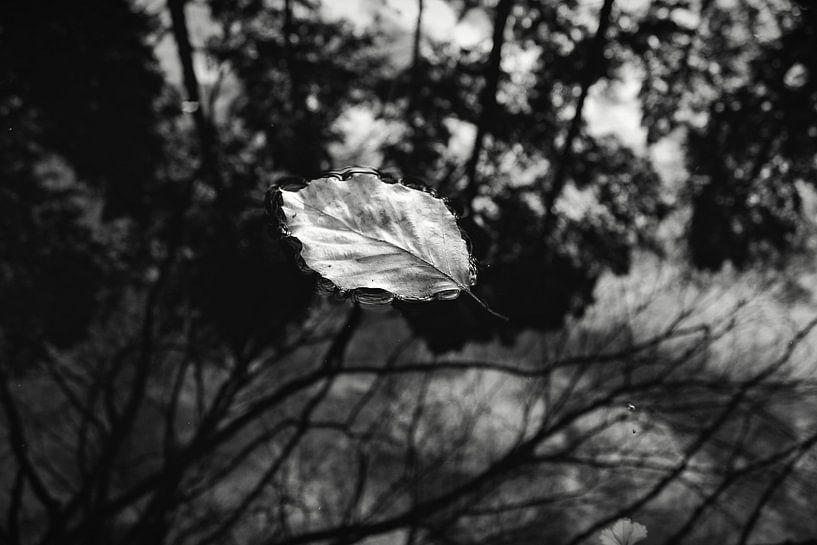 Floating leaf black white by Marc Pohlmann