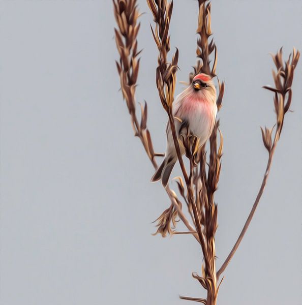 Barmsijs by Theo de Wild