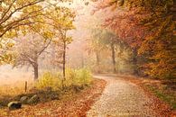 The old Autumn lane - Drenthe, The Netherlands van Bas Meelker thumbnail