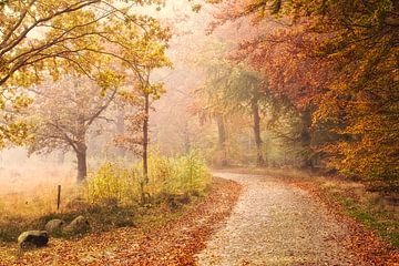 The old Autumn lane - Drenthe, The Netherlands van Bas Meelker