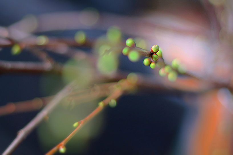 Fruhling von Marianna Pobedimova