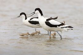 Pied-billed avocet with young by Rinnie Wijnstra (FotoAmeland )