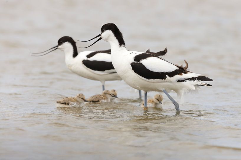 Avocette à bec bigarré avec son jeune par Rinnie Wijnstra (FotoAmeland )