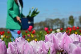 Tulip picking garden Drenthe