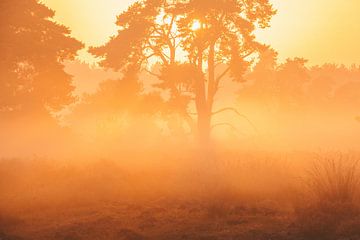 Goldener Morgen auf der Heide von elma maaskant