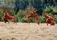 Rhodesian Ridgeback