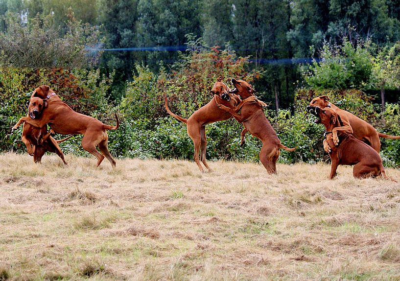 Rhodesian Ridgeback by Dagmar Behrens