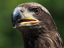 Jeune pygargue à queue blanche d'Amérique sur Loek Lobel