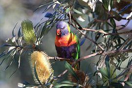 Rainbow Lorikeet, Queensland, Australia