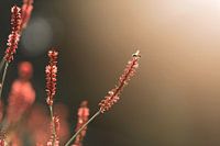 Zomerlicht en Nectar Het Spel van Bloemen en Bijen Bij