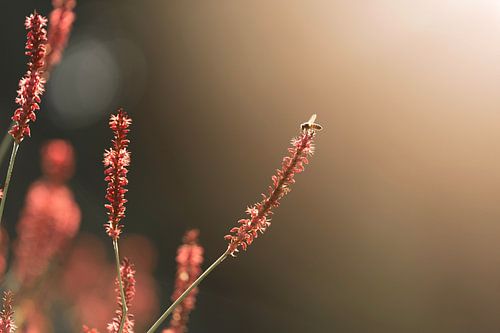 Zomerlicht en Nectar Het Spel van Bloemen en Bijen Bij