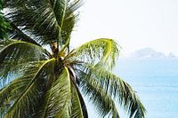 Palme auf Perhentian Kecil | Reisefotografie Malaysia