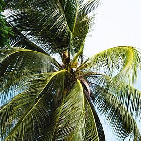 Palmboom op Perhentian Kecil | Reisfotografie Maleisië van Travelaar